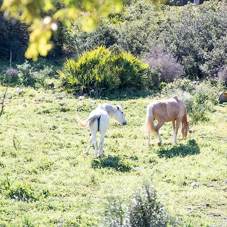 Casita Rural En Centro De Hipica Apartment Tarifa